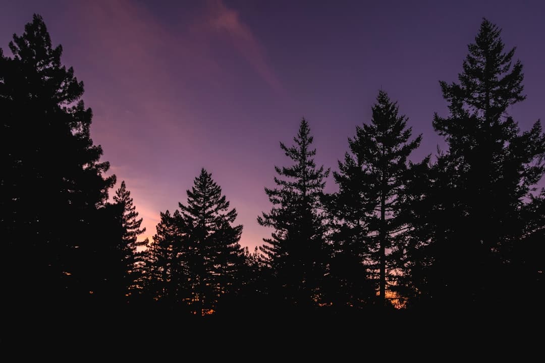 Redwood National Park Camping: The Complete 2026 Guide