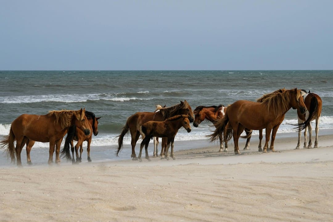 Assateague Island Camping in Maryland: The Complete 2026 Guide