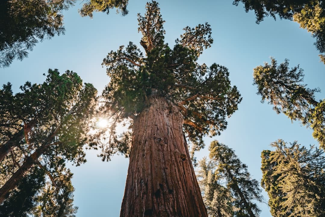 Sequoia National Park Camping: The Complete 2026 Guide